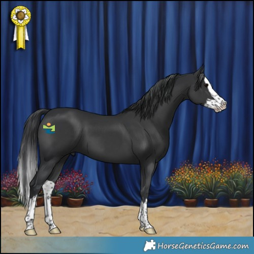 Horse Color:Black Splash 