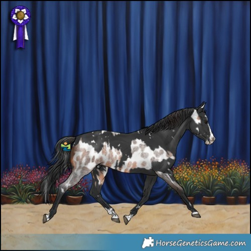 Horse Color:Bay Roan Splash Appaloosa  and White Spotted Black Splash 