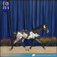 Horse Color:Bay Roan Splash Near Leopard and White Spotted Black Splash