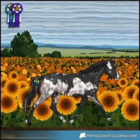 Horse Color:Bay Roan Splash Near Leopard and White Spotted Black Splash