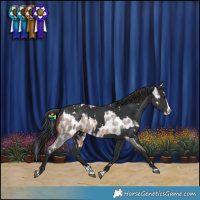 Horse Color:Bay Roan Splash Near Leopard  and White Spotted Black Splash 