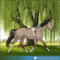 Horse Color:Liver Red Dun Tobiano 