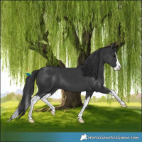 Horse Color:Black Splash 