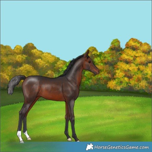 Horse Color:Bay 
