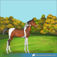 Horse Color:Bay Tobiano 