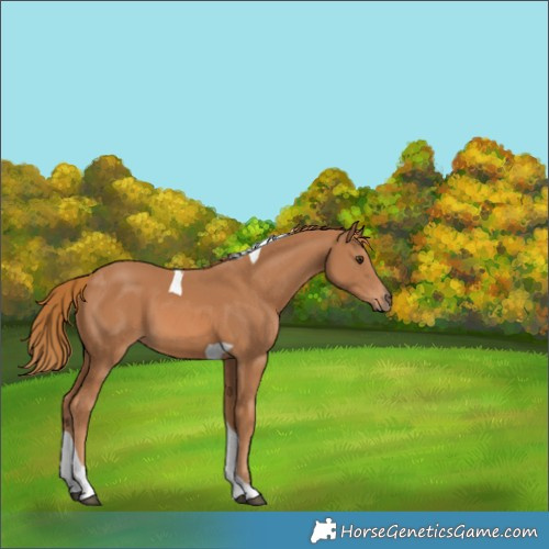 Horse Color:Chestnut Tobiano 
