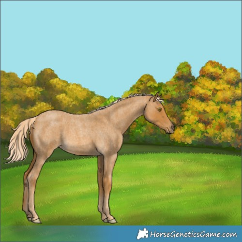 Horse Color:Palomino Roan 