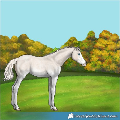 Horse Color:White Spotted Cremello Roan 
