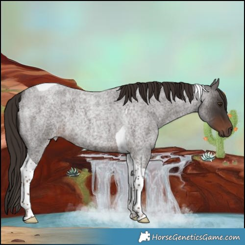 Horse Color:Liver Red Roan Tobiano Rabicano 