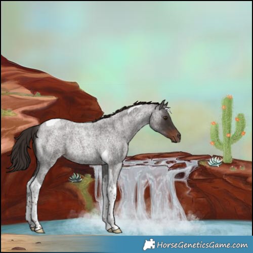 Horse Color:Liver Red Roan Tobiano Rabicano 