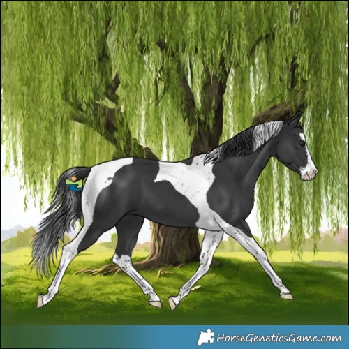 Horse Color:Black Splash Tobiano 