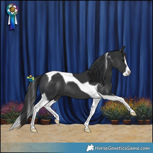 Horse Color:Black Splash Tobiano 