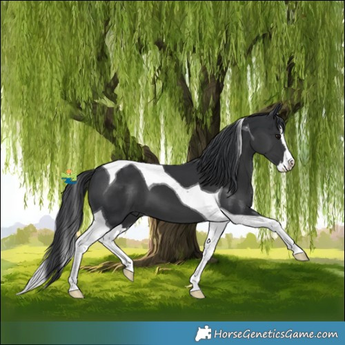 Horse Color:Black Splash Tobiano 