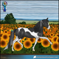 Horse Color:Black Splash Tobiano 