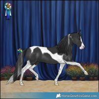 Horse Color:Black Splash Tobiano