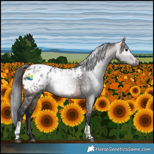 Horse Color:Gray Bay Tobiano Blanket 