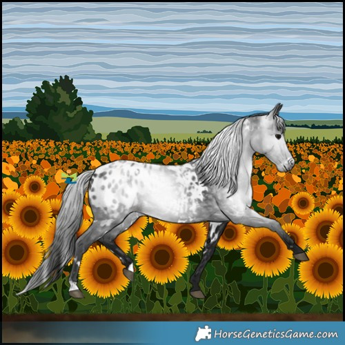 Horse Color:Gray White Spotted Black Blanket 