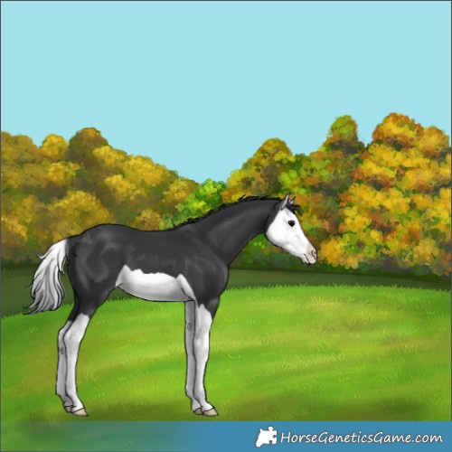 Horse Color:Black Splash 