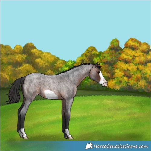 Horse Color:Brown Roan Frame 