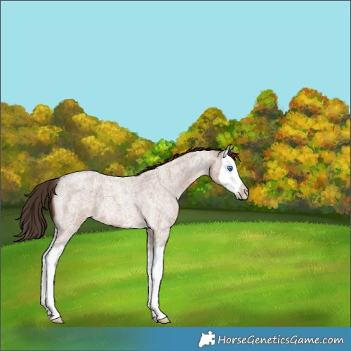 Horse Color:Liver Red Dun Roan Splash 