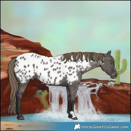 Horse Color:Smoky Grullo Near Leopard 