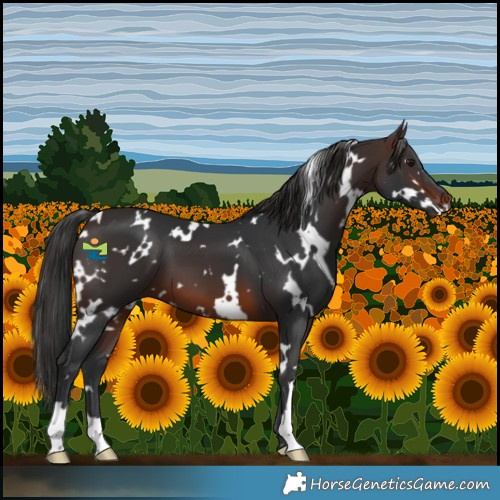 Horse Color:White Spotted Brown 
