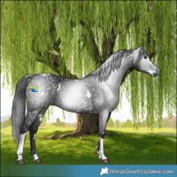 Horse Color:Gray White Spotted Black Tobiano 