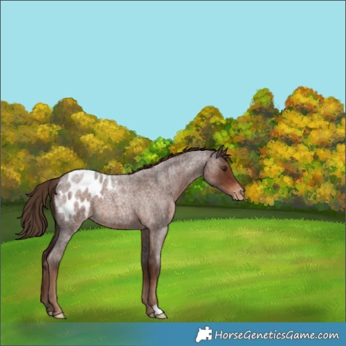Horse Color:Liver Red Roan Blanket 