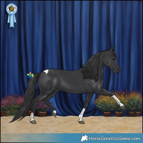 Horse Color:Black Tobiano 