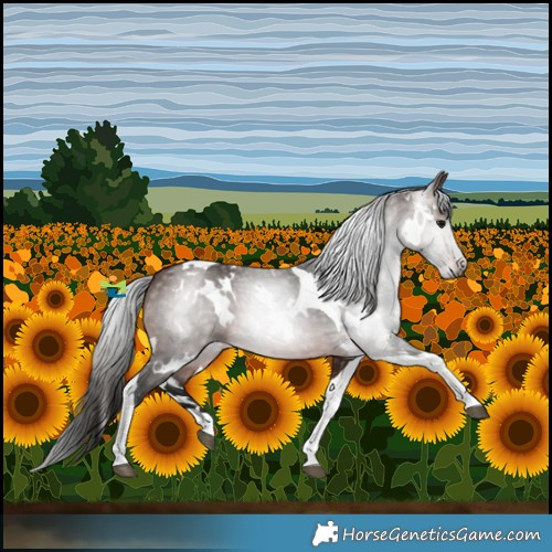 Horse Color:Gray White Spotted Bay Tobiano 
