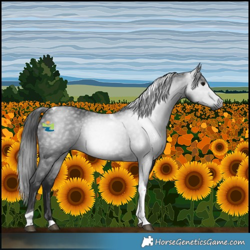 Horse Color:Gray Black Tobiano 