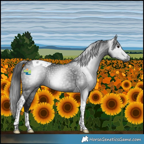 Horse Color:Gray Black Tobiano 