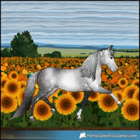 Horse Color:Gray White Spotted Brown Tobiano 