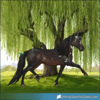 Horse Color:Gray White Spotted Brown 