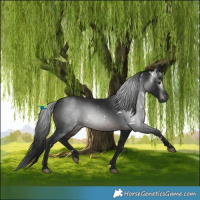 Horse Color:Gray White Spotted Brown 