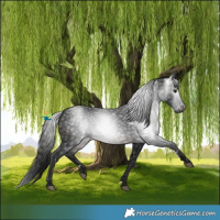 Horse Color:Gray White Spotted Brown 