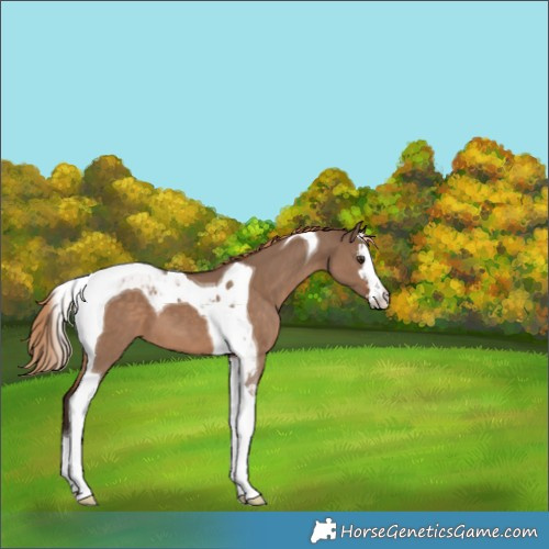 Horse Color:White Spotted Liver Red Dun Tobiano 