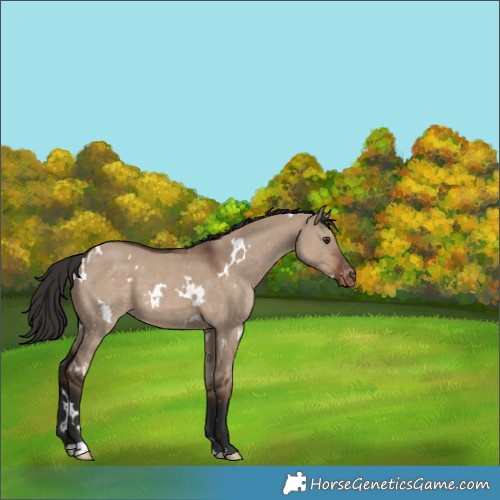 Horse Color:White Spotted Liver Red Dun Varnish 
