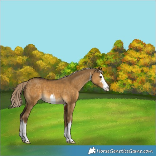 Horse Color:White Spotted Chocolate Palomino Dun 