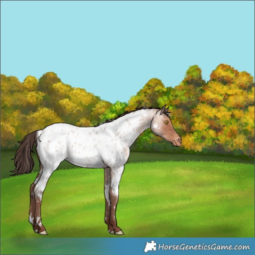 Horse Color:White Spotted Sable Champagne Roan Near Leopard 