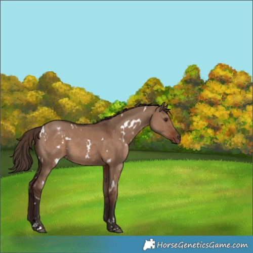 Horse Color:White Spotted Liver Red Dun 