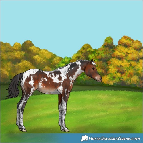Horse Color:White Spotted Brown Tobiano 