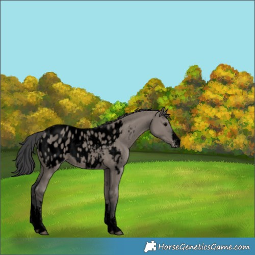 Horse Color:Void White Spotted Grullo Blanket 