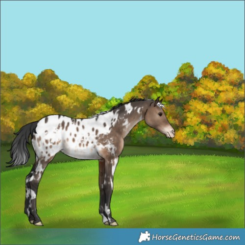 Horse Color:White Spotted Brown Dun Blanket 