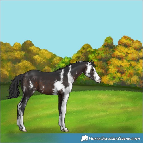 Horse Color:Brown Sabino 