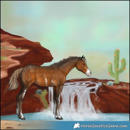 Horse Color:Chocolate Palomino Sabino 