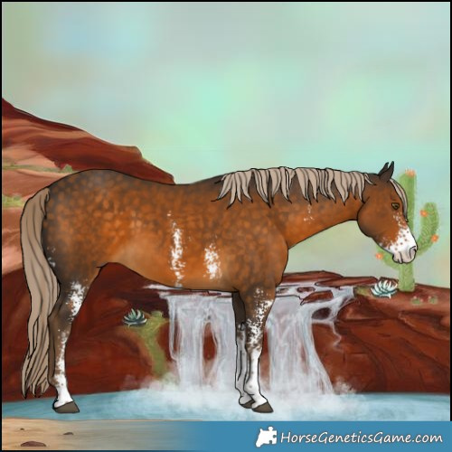 Horse Color:Chocolate Palomino Sabino 