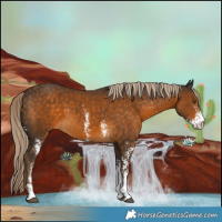 Horse Color:Chocolate Palomino Sabino 