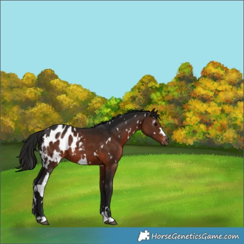Horse Color:Gray White Spotted Bay Blanket 