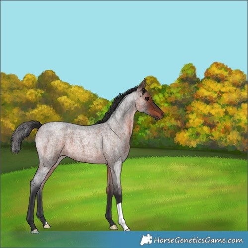 Horse Color:Bay Roan 